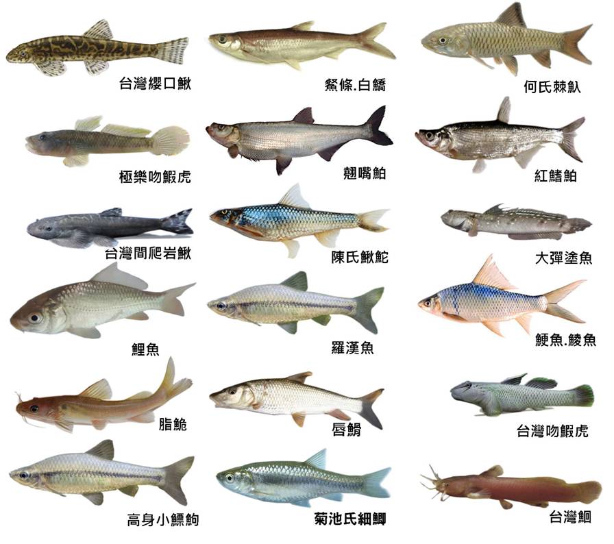 河流生態生物